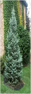      Picea pungens Fat Albert 